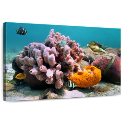 Pink Sea Sponge