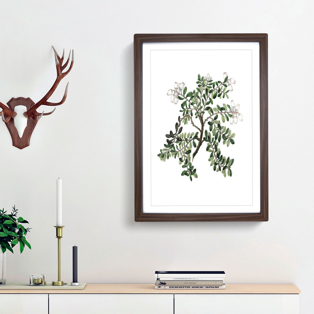 Bearberry Flowers Illustration - Single Picture Frame Painting