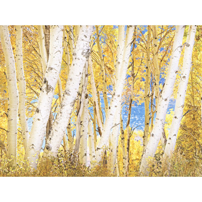 Luminous Autumn Aspen Grove par Bruce Heinemann