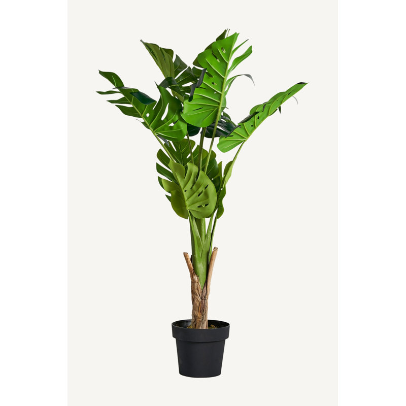 Monstera Tracie