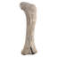 Statue de jardin Apatosaurus