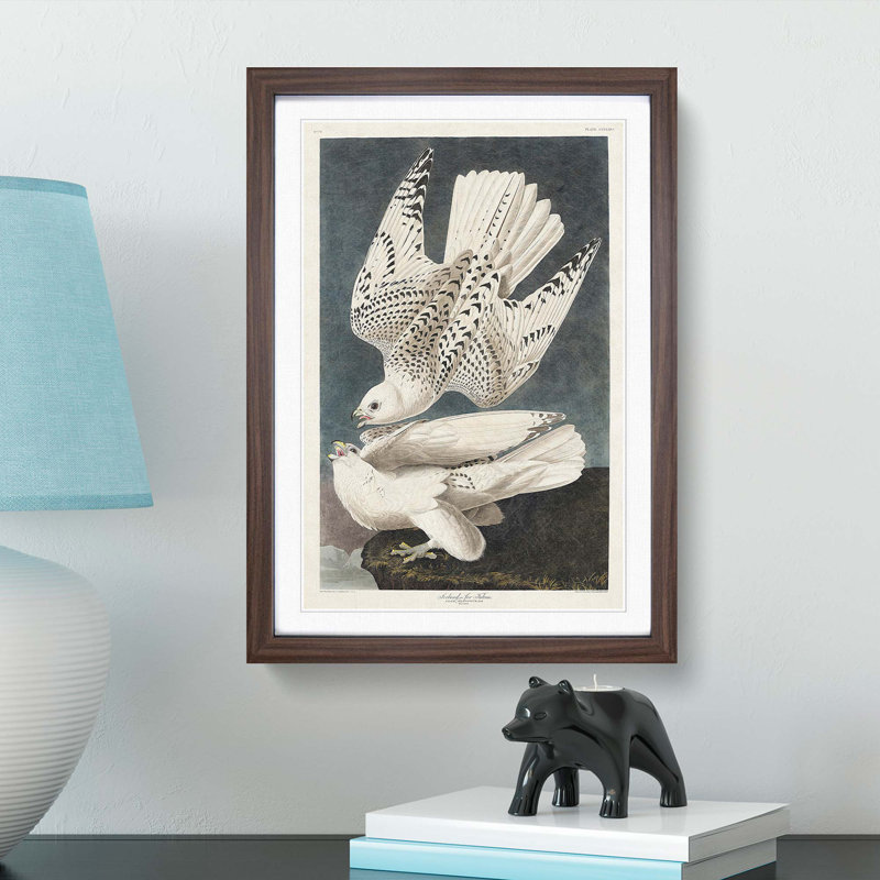Two Gyrfalcons by John James Audubon - Picture Frame Painting Print, 48cm H x 36cm W x 2cm D, Walnut Framed