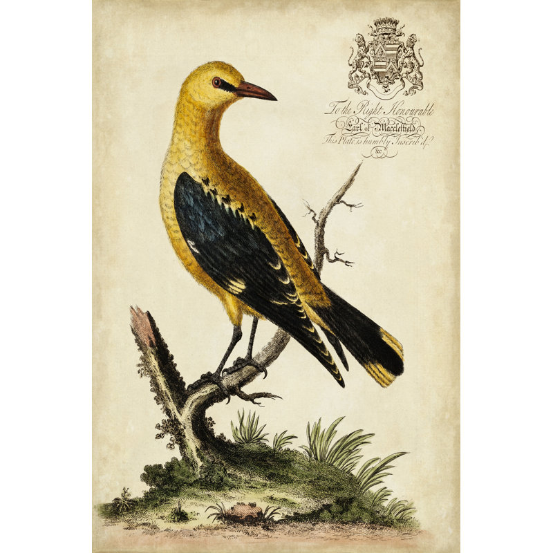 Regal Birds III 1 Piece Wrapped Canvas Wall Art, 76cm H x 51cm W x 3.8cm D