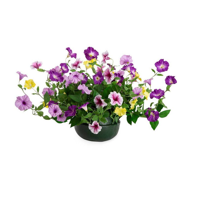 Pétunia mélangé dans un panier
