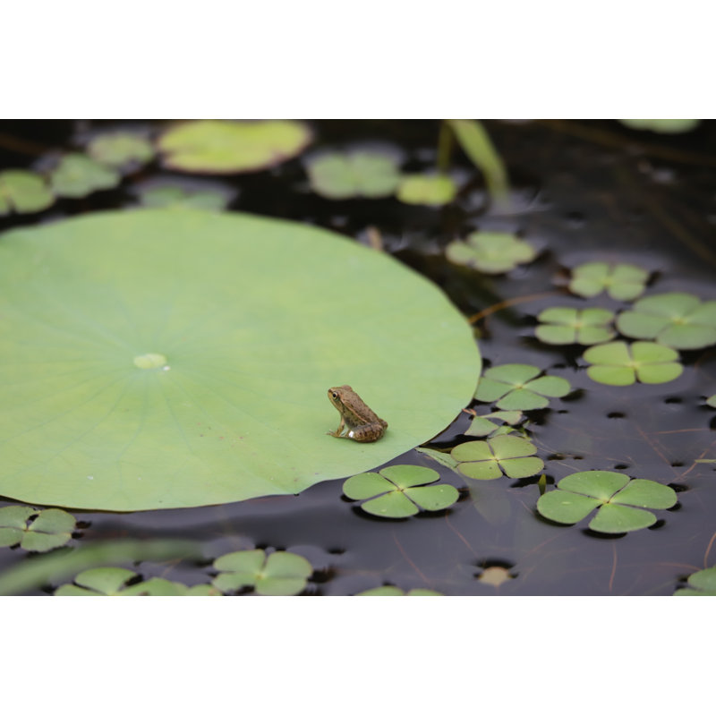 Baby Frog by Vdcm Image, 32" H x 48" W