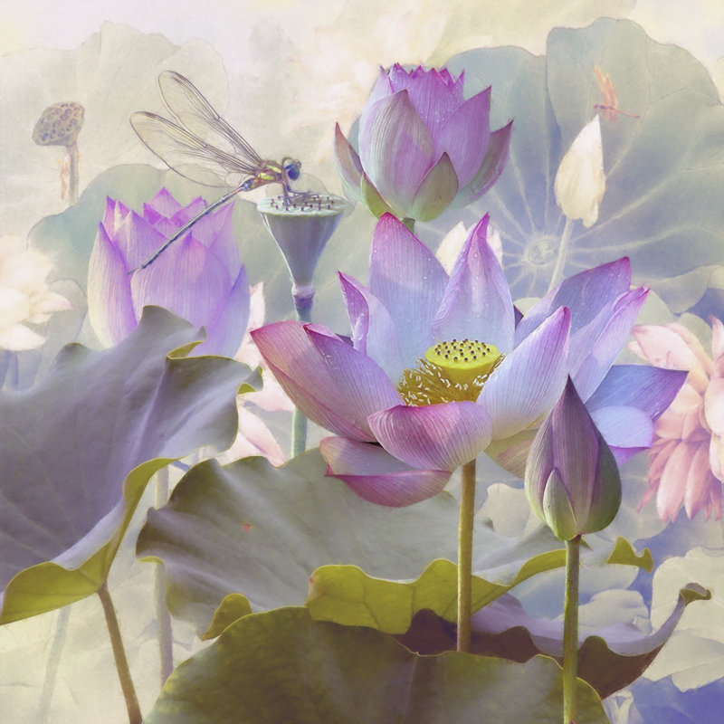 Lotus Sanctuary II, H 12 po x l 12 po