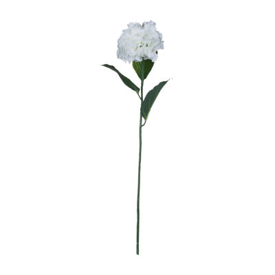 Anastasija Arrangement