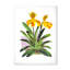 Orchidée jaune rétro - reproduction de cadre photo sur toile-59637238-59637210