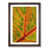 Walnut Framed