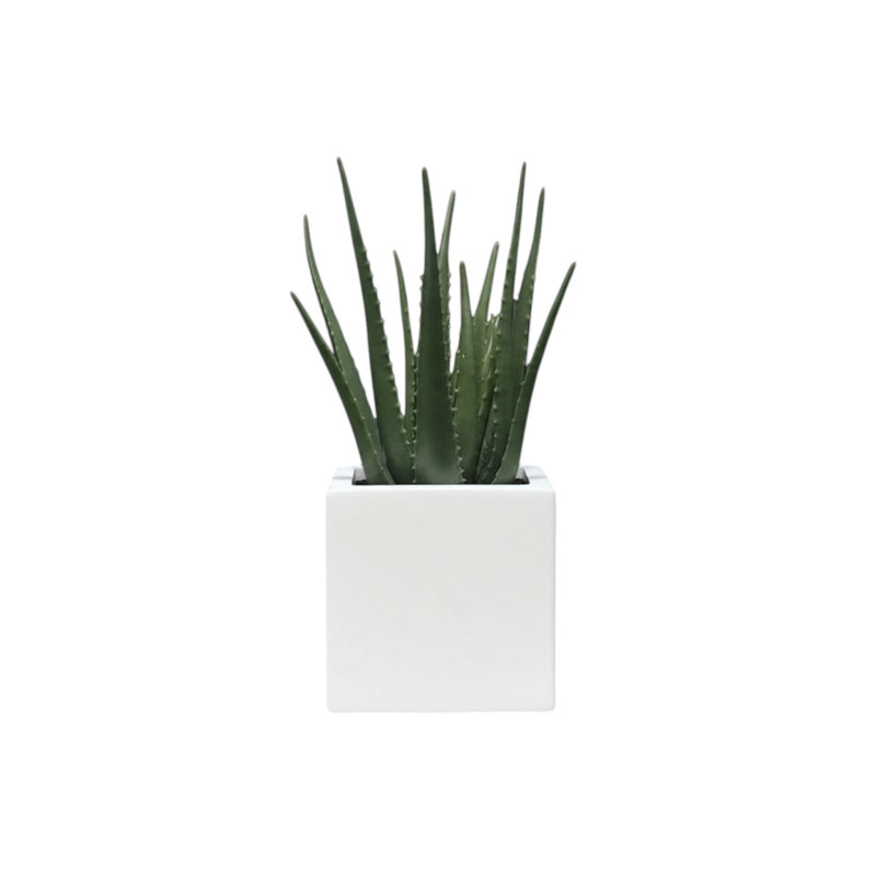 Fleur M, Matte White
