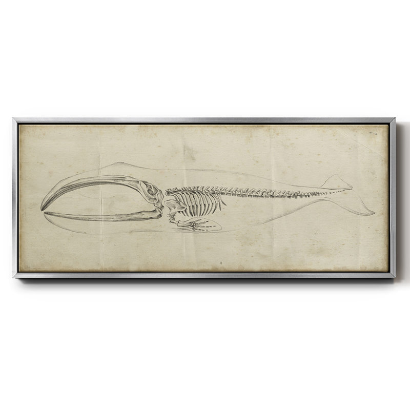 Whale Study I- Framed Canvas, 20" H x 50" W