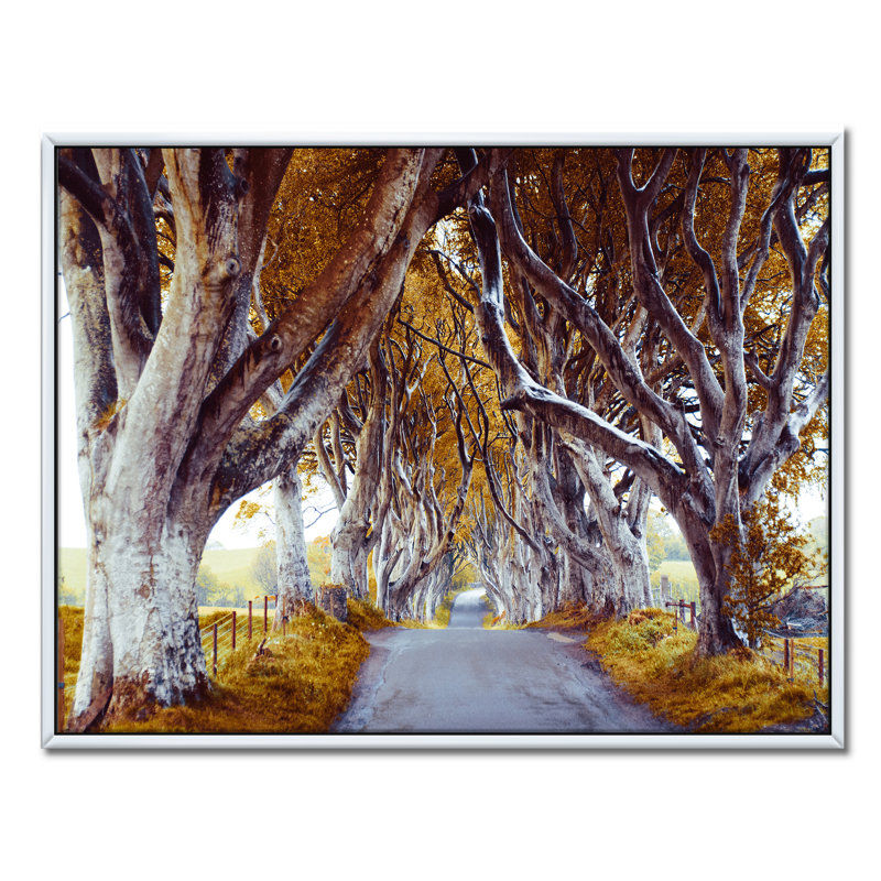 Majestic Tree Alley - reproduction de photo sur toile, H 24 po x l 32 po x P 1 po, Toile avec cadre blanc