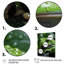 Green Frog Portrait, reproduction d'art sur toile-287961036-287961026