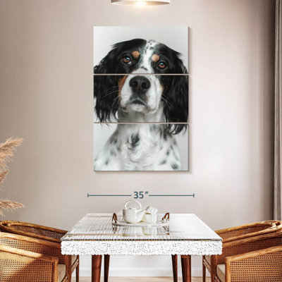 Brampt English Setter Dog