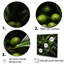 Tropical Robusta Palm Rhythms sur impression sur toile-1559435318-1559435324