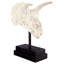 Triceratops Dinosaur Skull Fossil Bust on Museum Mount