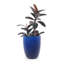 Pot de fleurs en céramique fait main, bleu saphir à motif losanges, pour Monstera deliciosa et figuier lyre, intérieur/extérieur, en céramique, bleu saphir, fait main, respirant-610308949