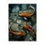 «Tres Koi I» par Timothy O 'Toole, reproduction sur toile-33425144