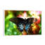 Swallowtail Butterfly - Floater Frame Print on Canvas-60226328-60226323