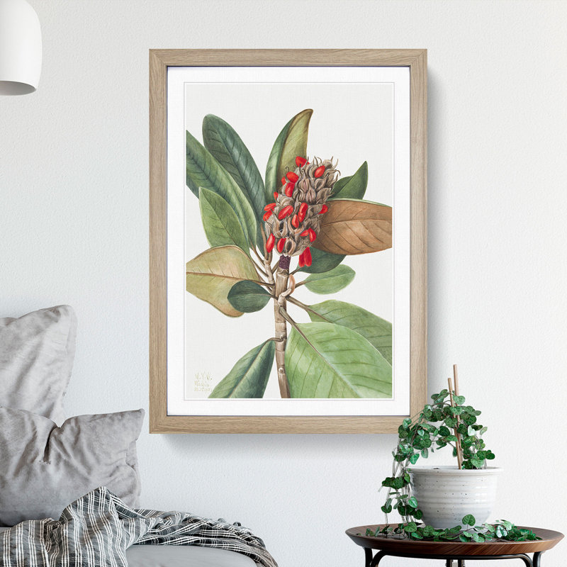 Southern Magnolia Vol.1 by Mary Vaux Walcott - Picture Frame Painting, Oak Framed, 48cm H x 36cm W x 2cm D