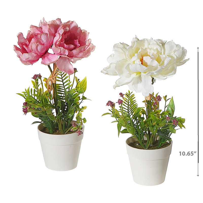 Arrangements floraux de pivoines en pot