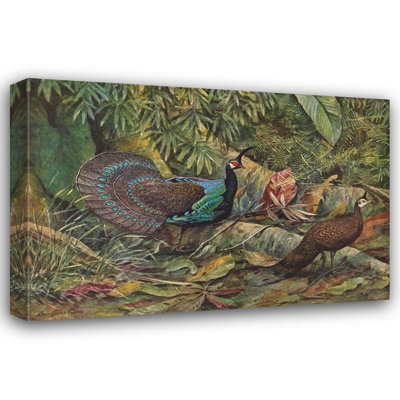 "Palawan Peacock Pheasant" by  Louis Agassiz Fuertes - Gallery Wrap Canvas Wall Art