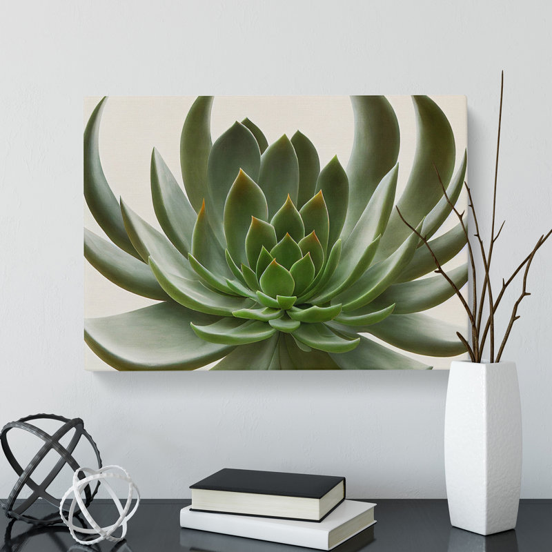 Luscious Succulent Plant - Wrapped Canvas Print, 35cm H x 50cm W x 3cm D