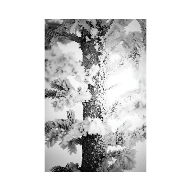 Hoarfrost Pine Up Close 1 Piece Wrapped Canvas Wall Art, 66.04 cm H x 45.72 cm W