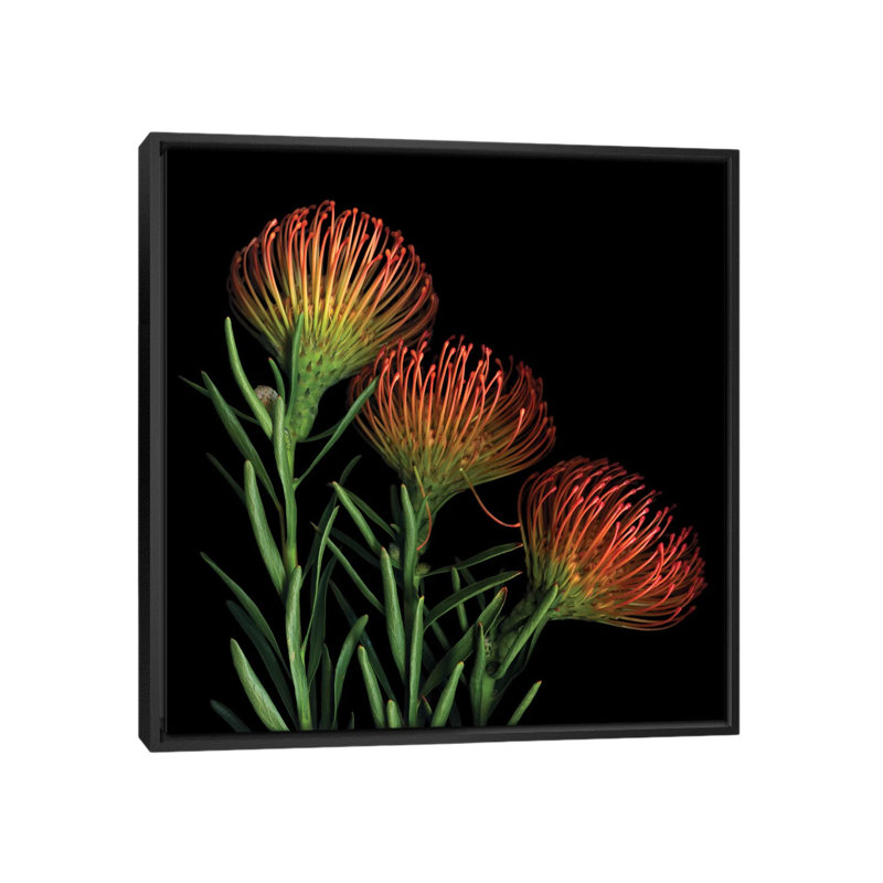 Une rushe de leucospermum à sucre, reproduction de photo sur toile tendue, H 37 po x l 37 po x P 1,5 po, Pas de tapis