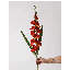 Tige de jardin glaïeul-205647106-205647108