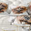 Coussin Brown