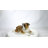 Lying Bulldog Pup
