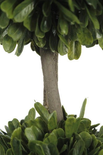 36" Double Boxwood Topiary in Pot