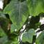 180 cm H Faux Plant in Plastic