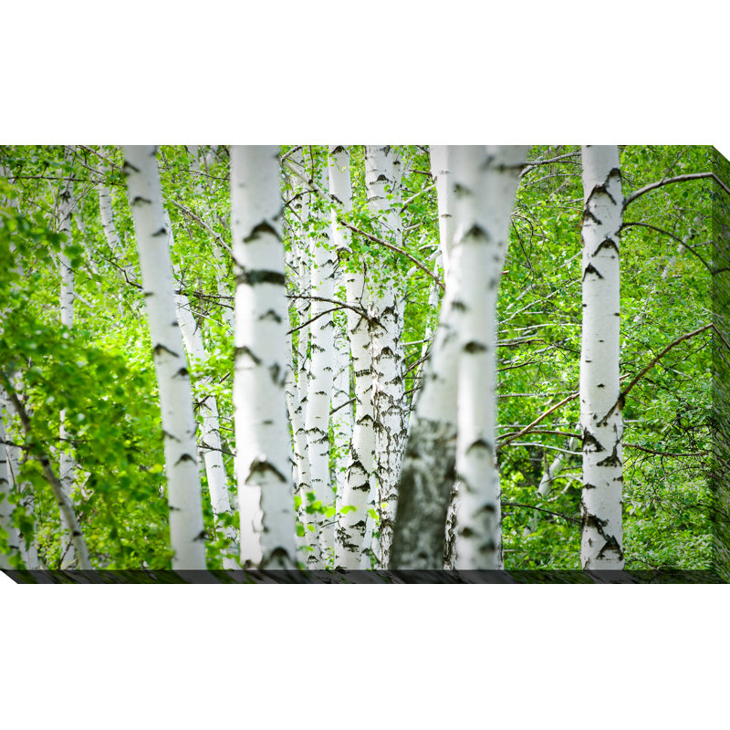 Birch Trees I - Reproduction de photo sur toile tendue, H 36 po x l 60 po x P 1,5 po