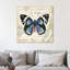 « papillon », reproduction d’impression sur toile tendue-23683479