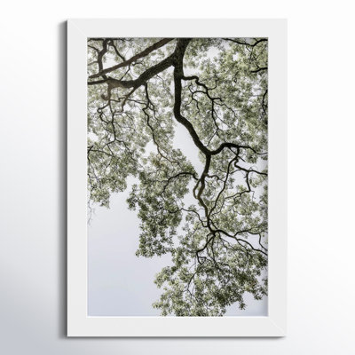 Pleasantville "Coastal Forest" Print