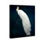 Habillé de plumes - impression-119403333-72500307-72500300