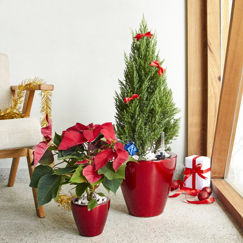 2 Red Round Cone Self-Watering Planters - For Outdoor Gardens And Homes Wonderful , Birthday, Smart Planter For Decor Fabulous Holiday,
