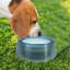 Pet Bowl-98664300