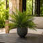 Outdoor UV-Rated Fern in Fiberstone Pot-748258956