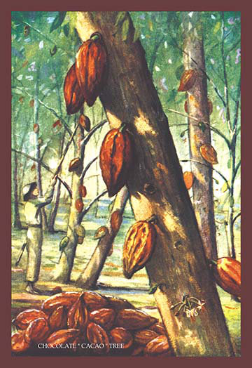 « cacao », reproduction de peinture à l’arbre chocolat