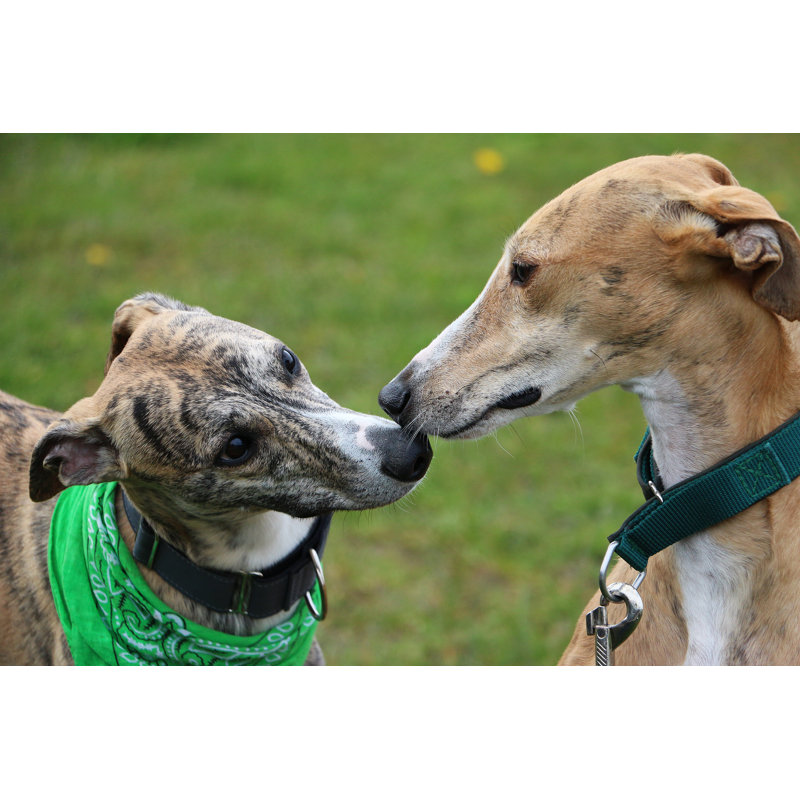 Kissing Grayhound - Photographie sur toile tendue, L 18 po x H 12 po