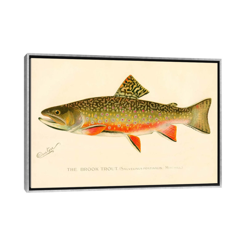 The Brook Trout - impression d'art graphique, H 40 po x l 60 po x 1,5 po, Toile avec cadre argenté