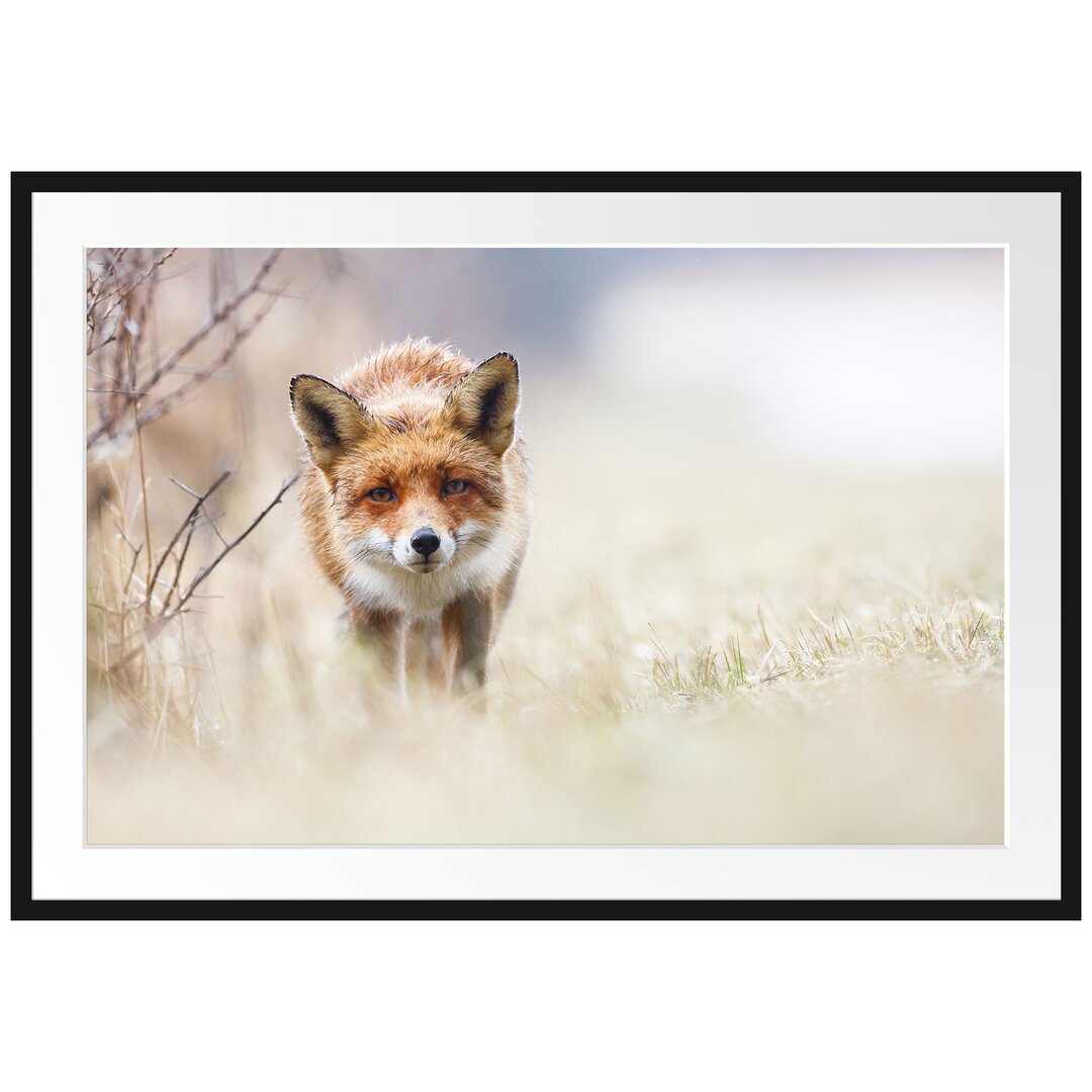 Gerahmtes Poster Schleichender fuchs