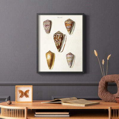 Cone Shell Collection VI Framed Print - Solid Wood