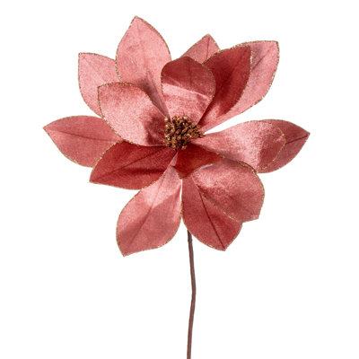 Tige de poinsettia Kimura H 22 po