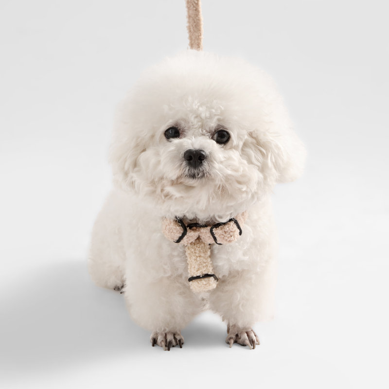 Ensemble de promenade à harnais et laisse réglable Teddy Bouclé, Beige, Small