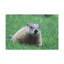 No Frame Print on Canvas