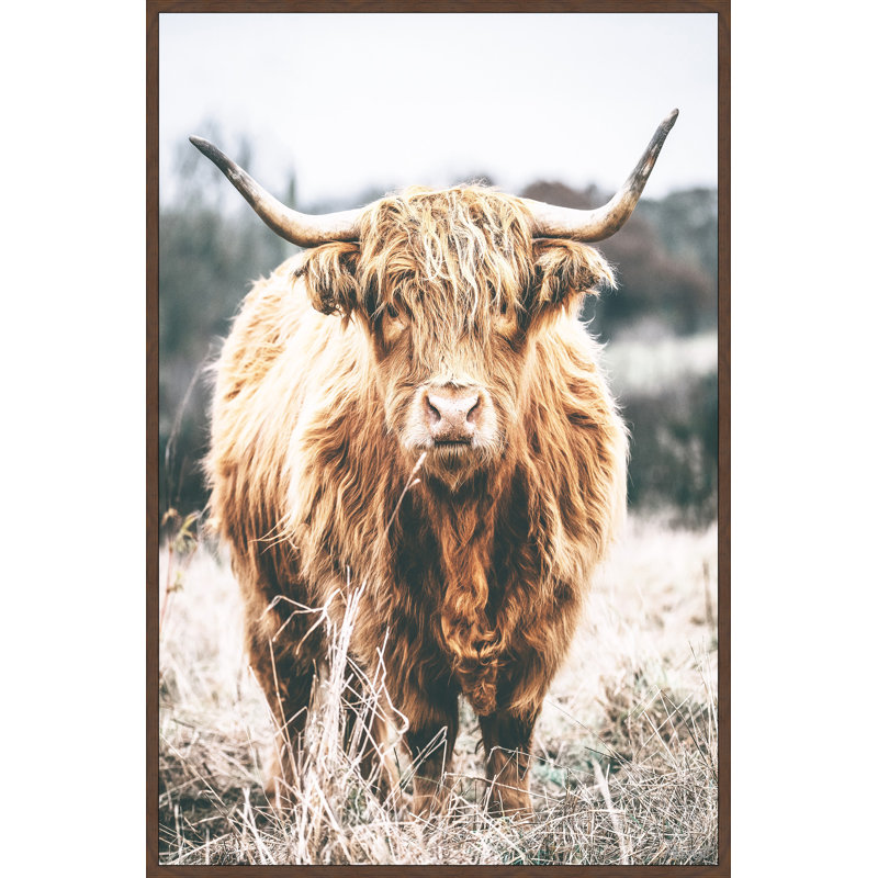 Scottish Highland Cattle - Print, Floater Brown Framed Canvas, 76cm H x 76cm W x 3.81cm D